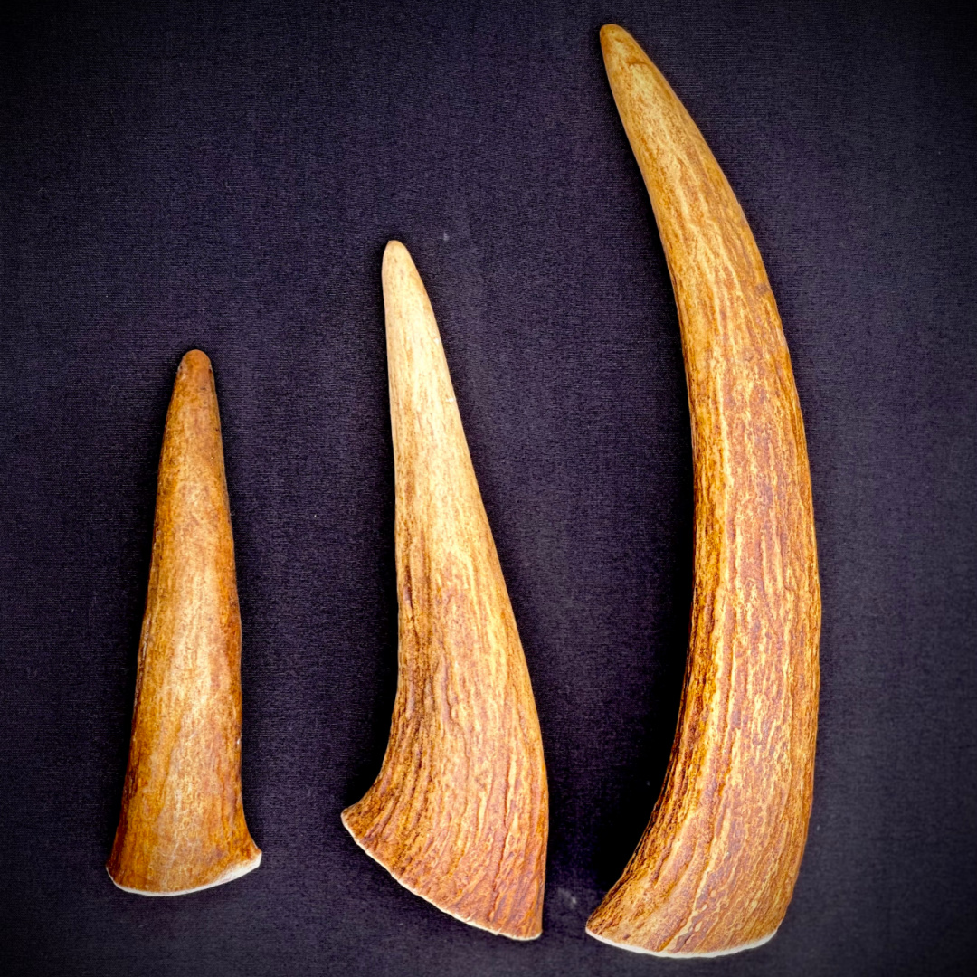 Gracie’s Moose Antler Dog Chews Maine Made