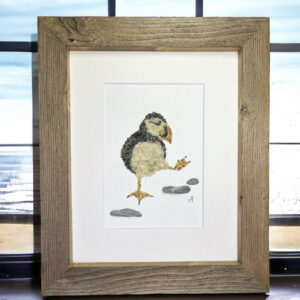 Puffin of Maine
